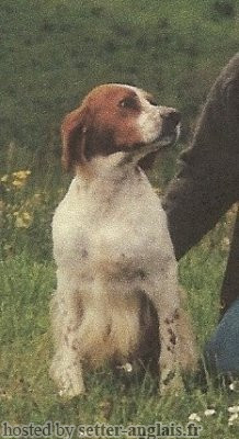 Setter Anglais FULL DU RAMA SAUVAGE Setter Anglais FULL DU RAMA SAUVAGE